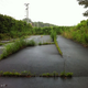 Illustration for article titled Plants Are Taking Over Japan's Nuclear Wasteland